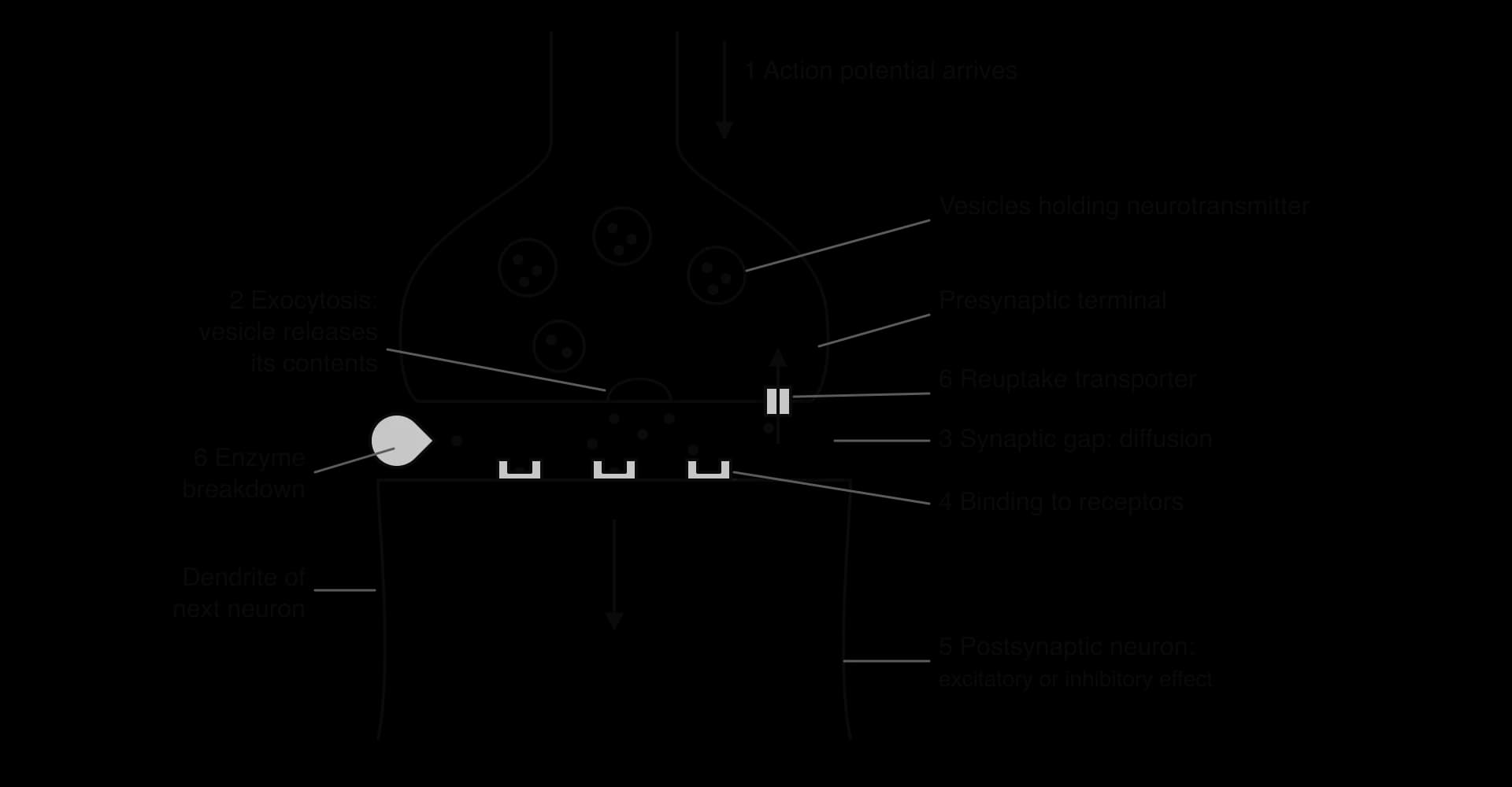 Chemical synapse, six numbered steps: 1 action potential arrives at the presynaptic terminal; 2 vesicles release neurotransmitter (exocytosis); 3 it diffuses across the synaptic gap; 4 binds to receptors; 5 excitatory or inhibitory effect; 6 reuptake transporter or enzyme breakdown.