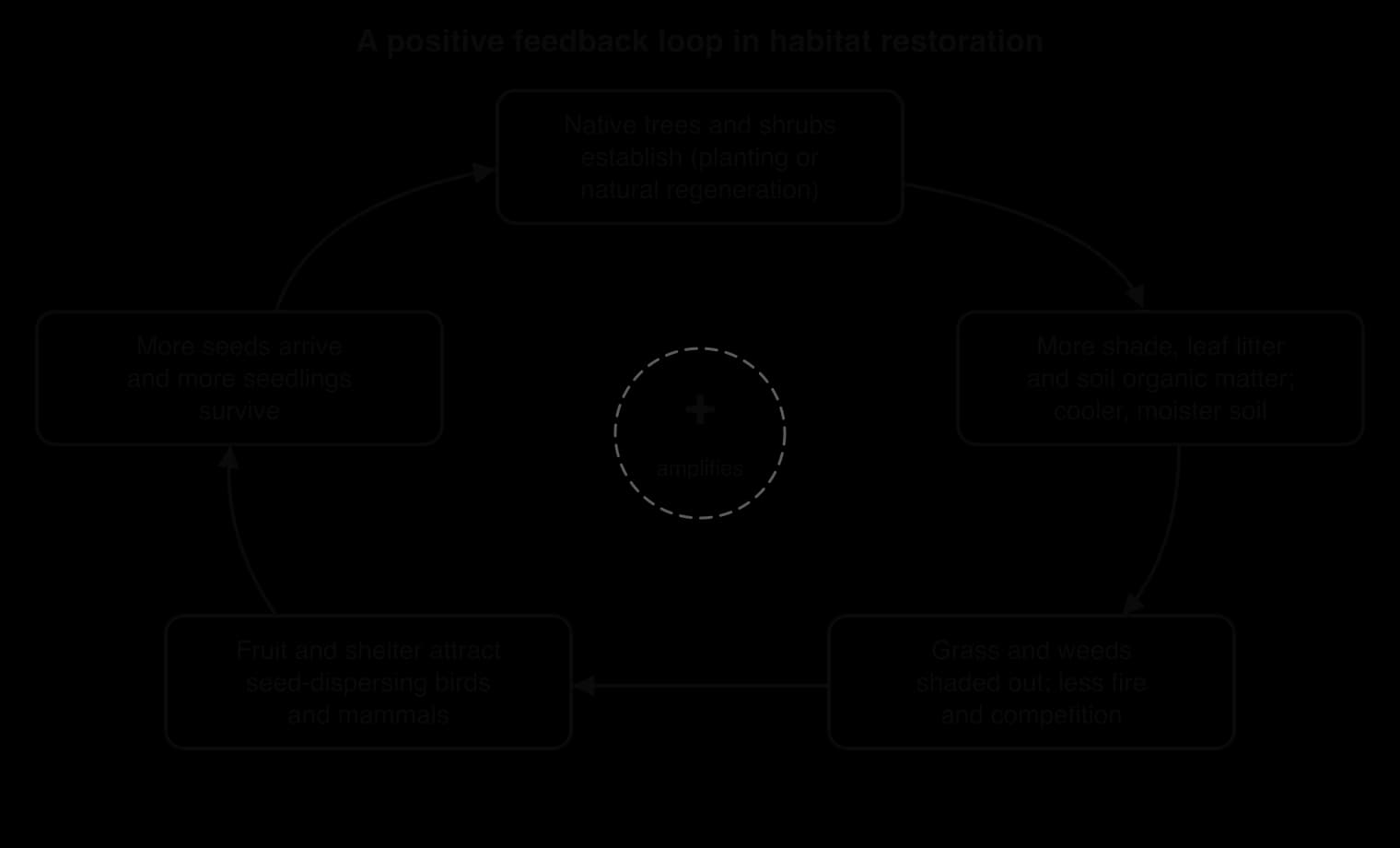Loop of five boxes: native trees establish; more shade, leaf litter and organic matter; grass and weeds shaded out; fruit and shelter attract seed-dispersing birds and mammals; more seeds arrive and seedlings survive, leading back to more trees. Marked plus: amplifies.