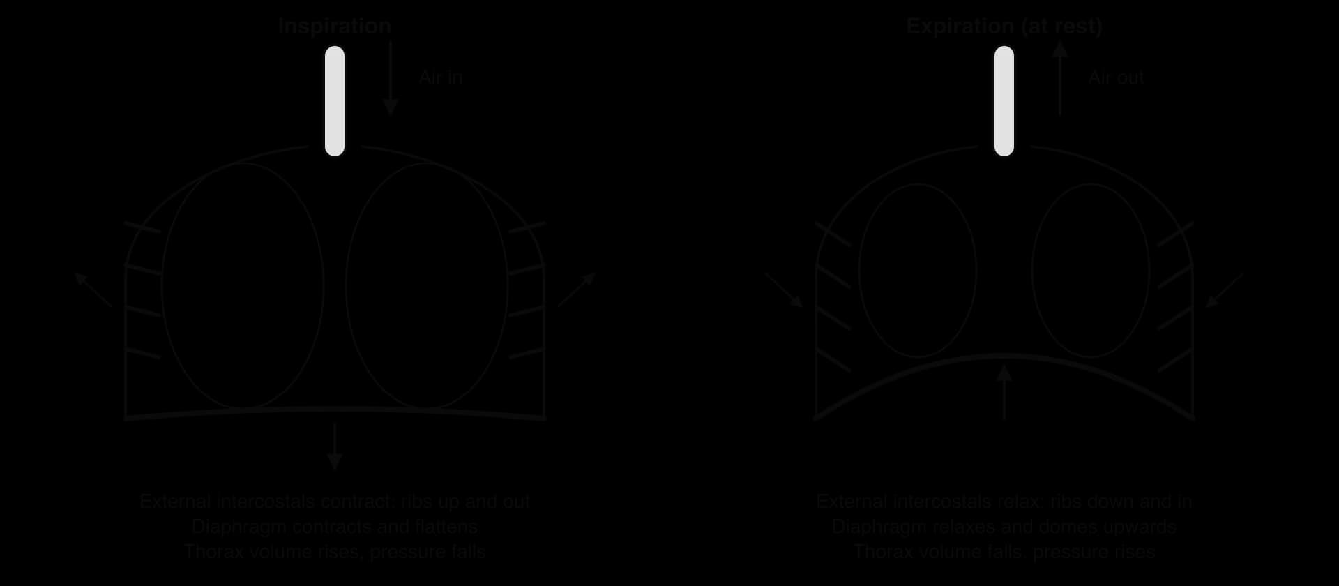 Two views of the thorax. Inspiration: diaphragm flattened and lowered, ribs raised and out, lungs expanded, air in. Expiration at rest: diaphragm domed, ribs lowered and in, lungs smaller, air out. Text under each gives the muscle actions and changes in volume and pressure.