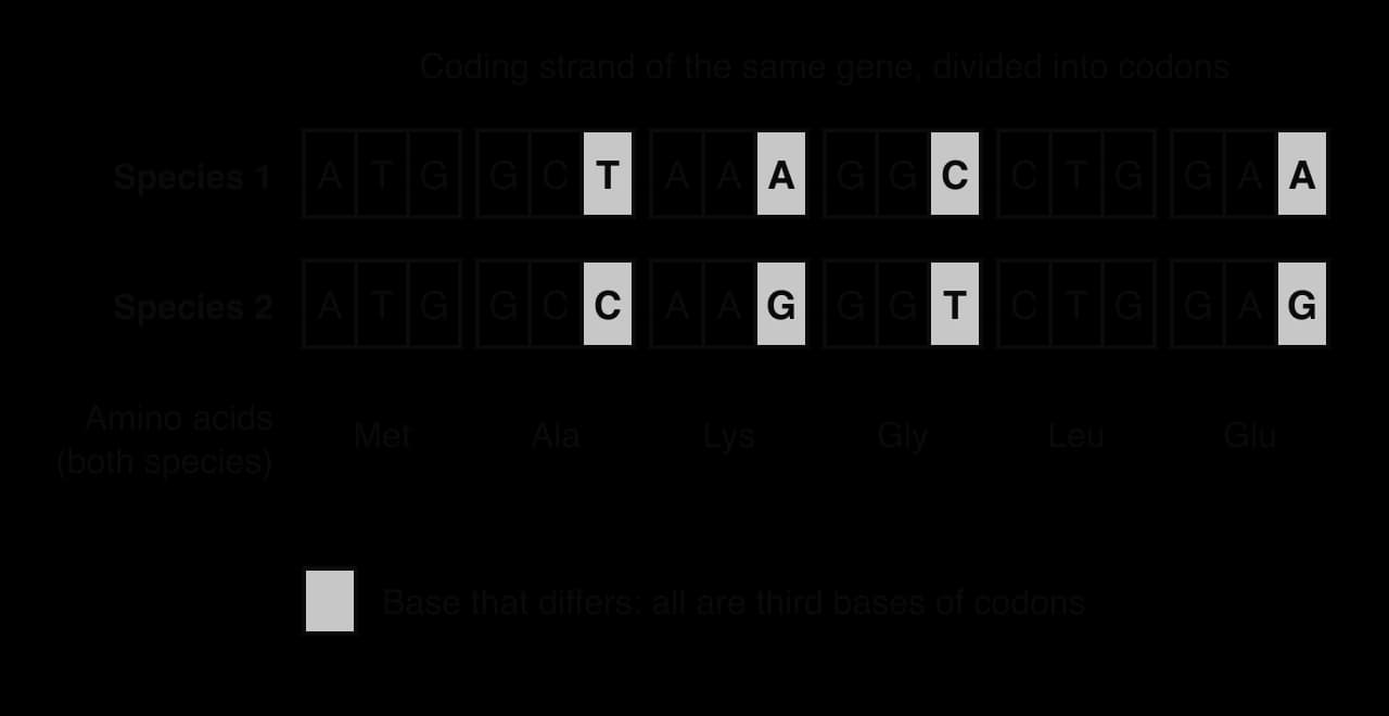 The coding strand of the same gene in two species, in six codons: ATG GCT AAA GGC CTG GAA and ATG GCC AAG GGT CTG GAG. Four bases differ, all in the third position of a codon, and both code for Met Ala Lys Gly Leu Glu.