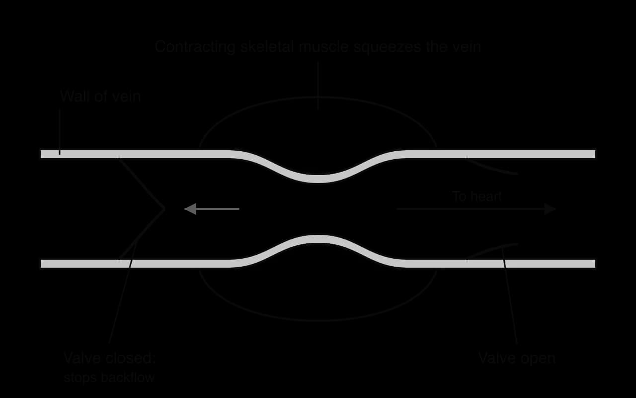 Longitudinal section of a vein between two contracting skeletal muscles that squeeze it. The valve on the side towards the heart is open, with an arrow showing flow to the heart. The valve on the far side is closed, with its flaps meeting in the centre, stopping backflow.