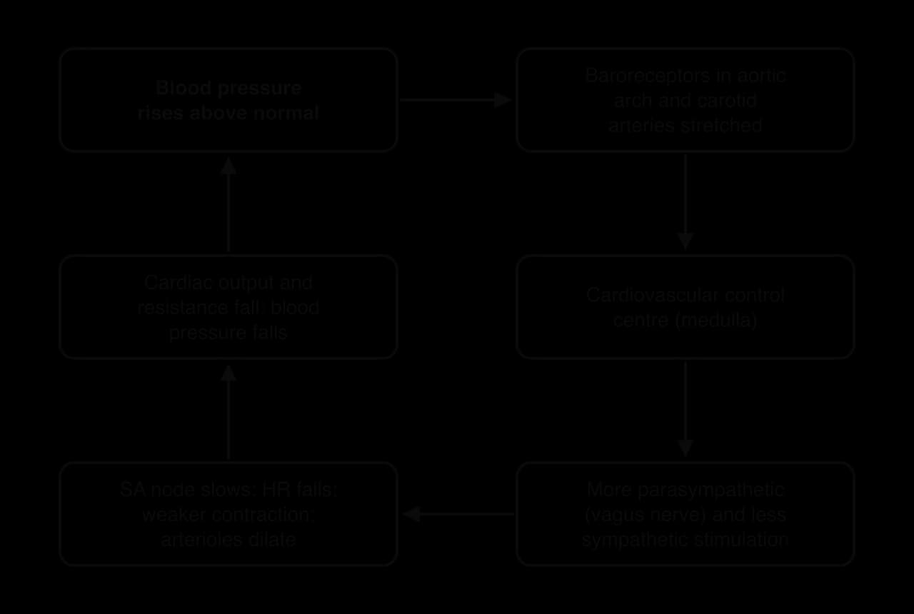 Loop: blood pressure rises; baroreceptors in aortic arch and carotid arteries stretched; cardiovascular control centre in medulla; more parasympathetic (vagus) and less sympathetic stimulation; heart rate falls, weaker contraction, arterioles dilate; blood pressure falls.