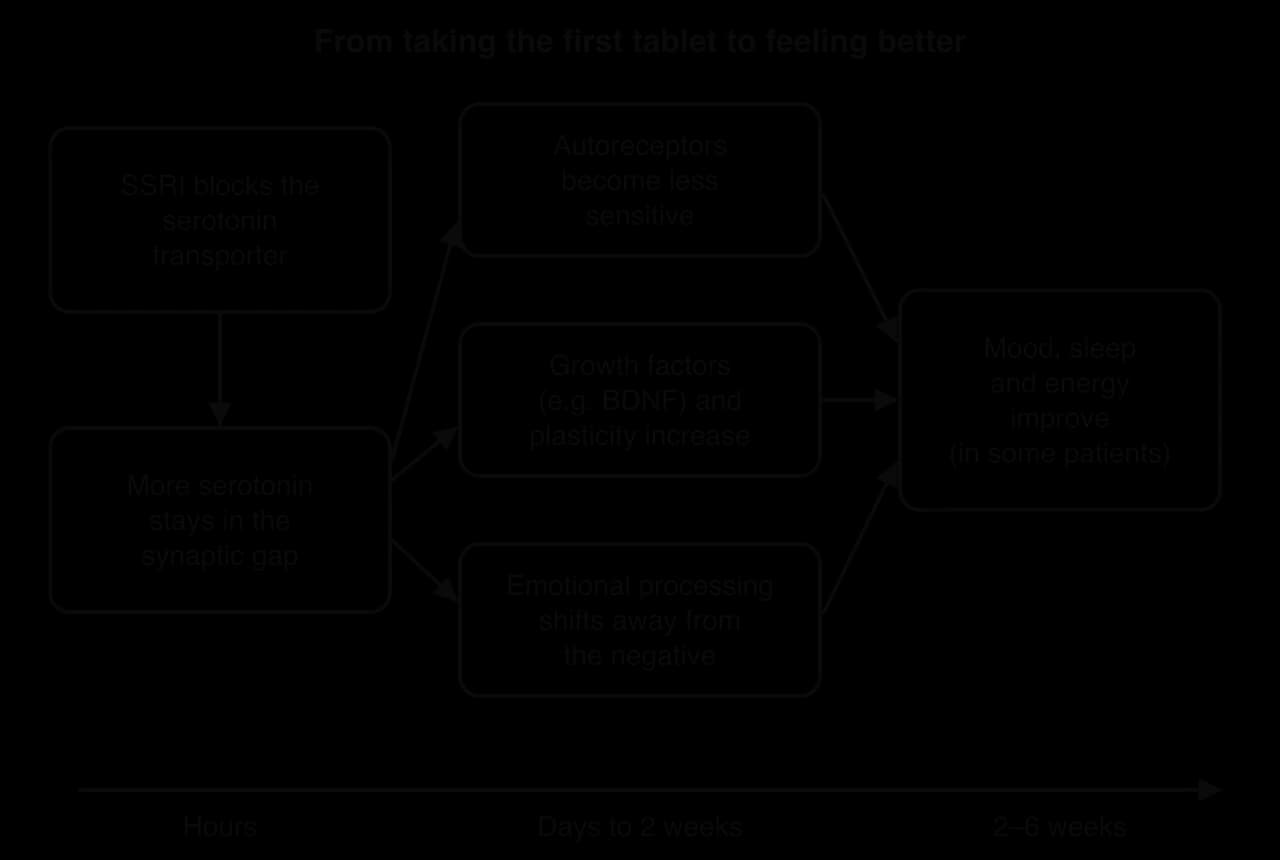 Timeline of SSRI action: within hours the SSRI blocks the serotonin transporter and serotonin rises in the gap; over days to two weeks autoreceptors desensitise, BDNF and plasticity rise and emotional processing shifts; after 2–6 weeks mood, sleep and energy improve in some patients.