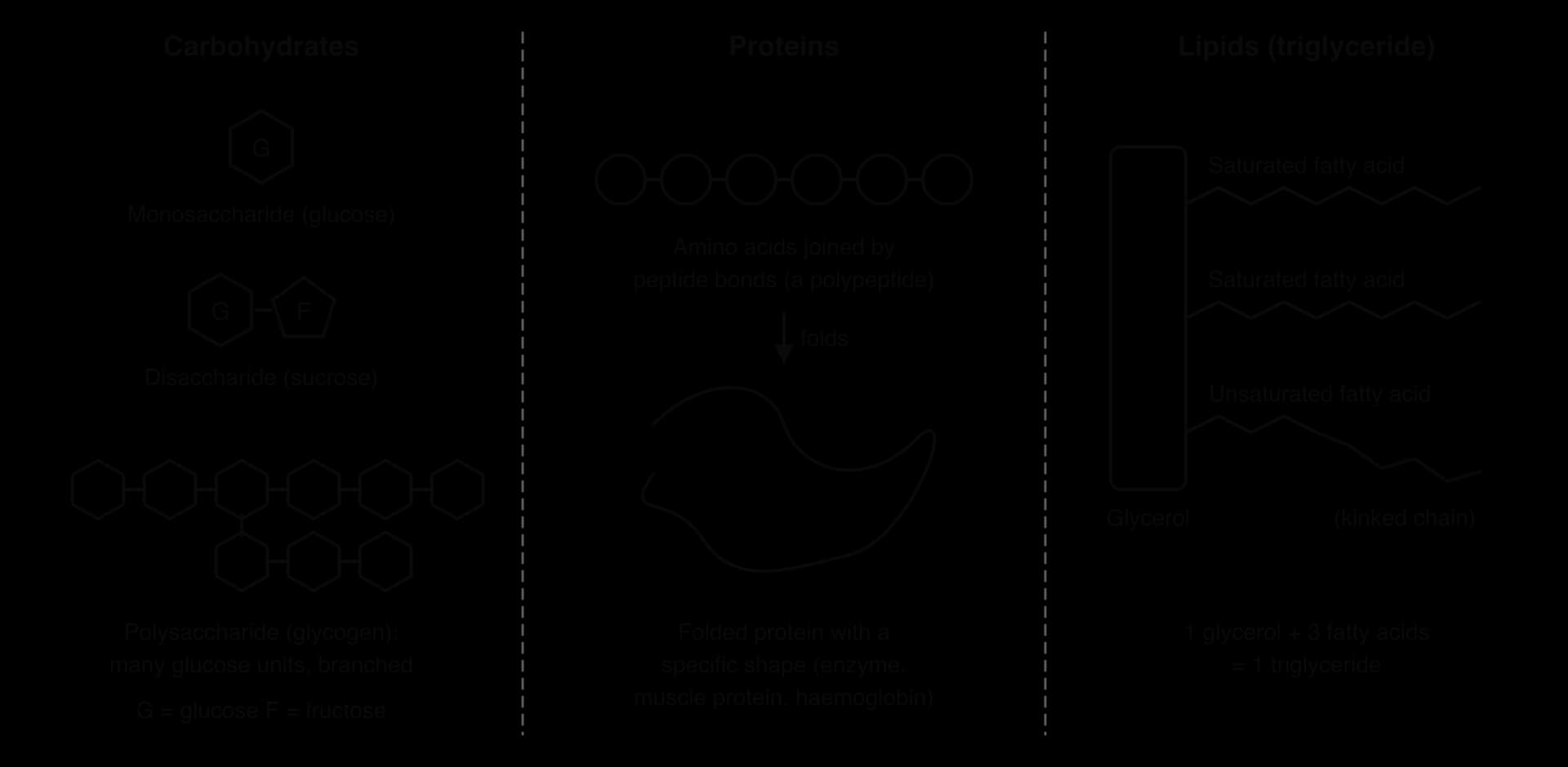Three panels. Carbohydrates: glucose (monosaccharide), glucose joined to fructose (disaccharide), a branched glucose chain (glycogen). Proteins: amino acids joined by peptide bonds, folding into a shape. Lipids: glycerol plus three fatty acids, one unsaturated (kinked).