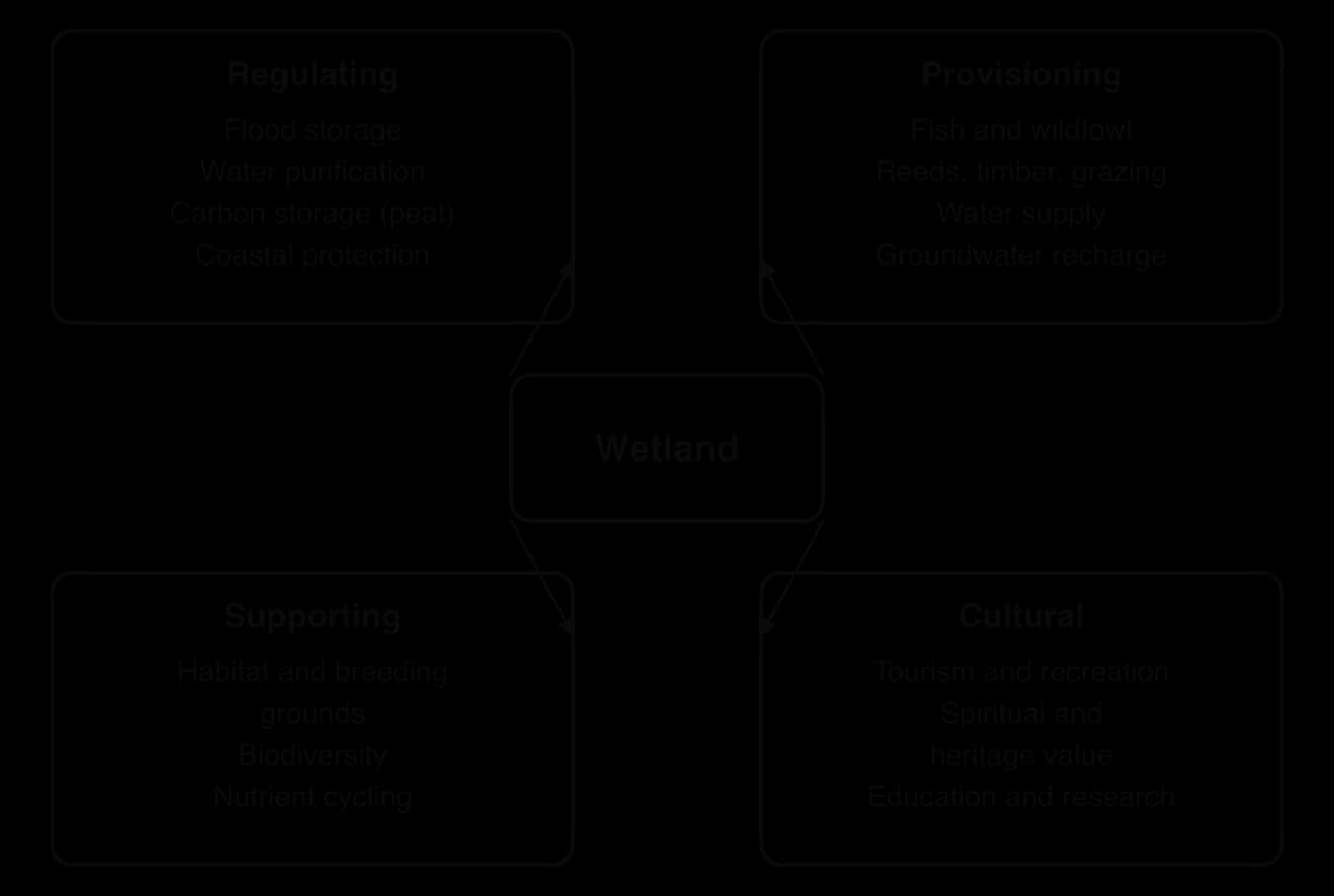 Diagram of wetland ecosystem services in four groups around a central wetland: regulating (flood storage, purification, carbon storage, coastal protection), provisioning (fish, reeds, water, recharge), supporting (habitat, biodiversity, nutrients), cultural (tourism, heritage, education).