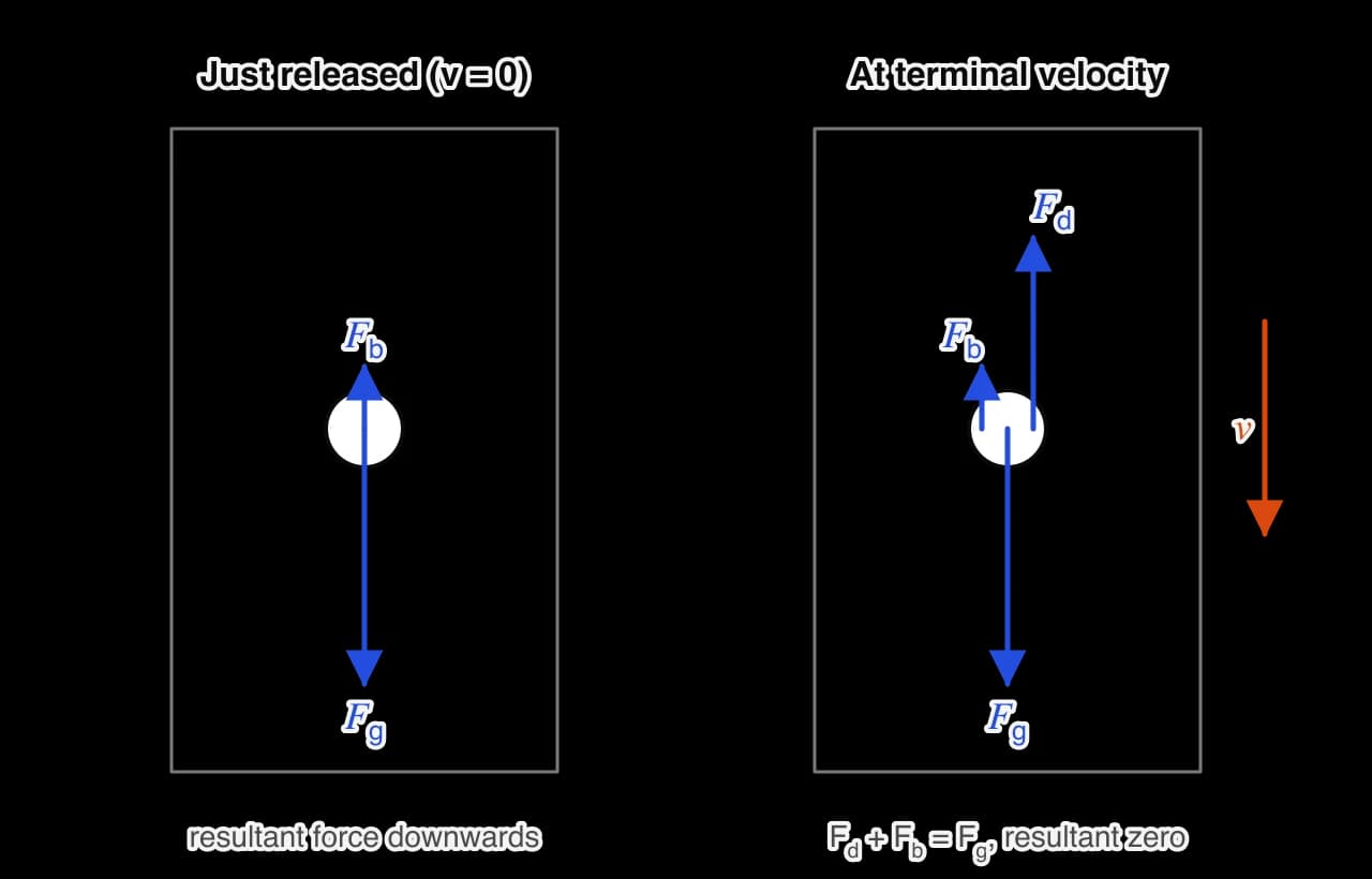 Two tall containers of liquid, each with a sphere. Left, just released: a long weight arrow down and a short buoyancy arrow up. Right, at terminal velocity: the same weight and buoyancy plus a viscous drag arrow up, so the upward arrows together equal the weight.