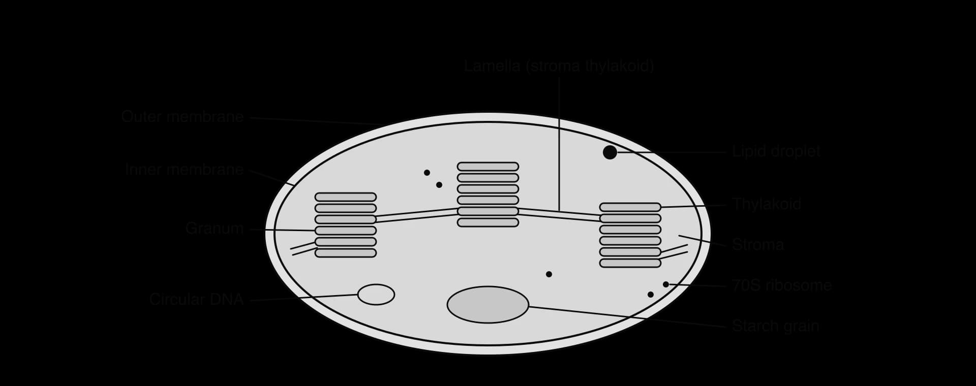 Labelled chloroplast: outer and inner membranes; three grana, each a stack of thylakoids, linked by lamellae; stroma containing a starch grain, a lipid droplet, 70S ribosomes and circular DNA.