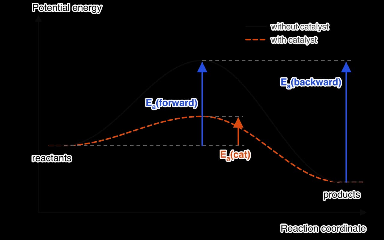 Energy profile for a reversible exothermic reaction with and without a catalyst. Solid curve: uncatalysed path with E_a(forward) from reactants to the peak and E_a(backward) from products to the same peak. Dashed orange curve: catalysed path with a lower peak and E_a(cat).