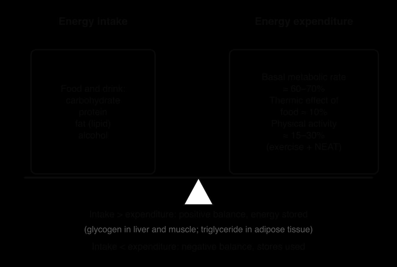 Energy balance drawn as a balance: energy intake from carbohydrate, protein, fat and alcohol on one side; expenditure from basal metabolic rate about 60–70%, thermic effect of food about 10% and physical activity about 15–30% on the other.