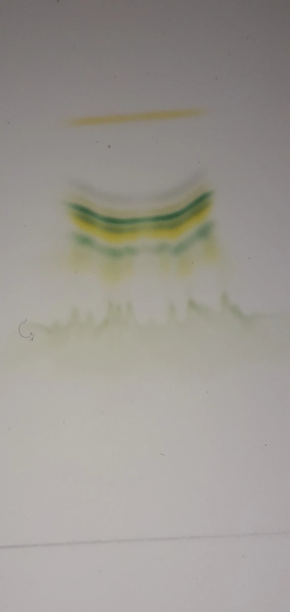 Thin-layer chromatography plate of a fresh leaf extract, showing separate coloured bands of pigments: yellow-orange near the top, green bands in the middle and a yellow-green band lower down.
