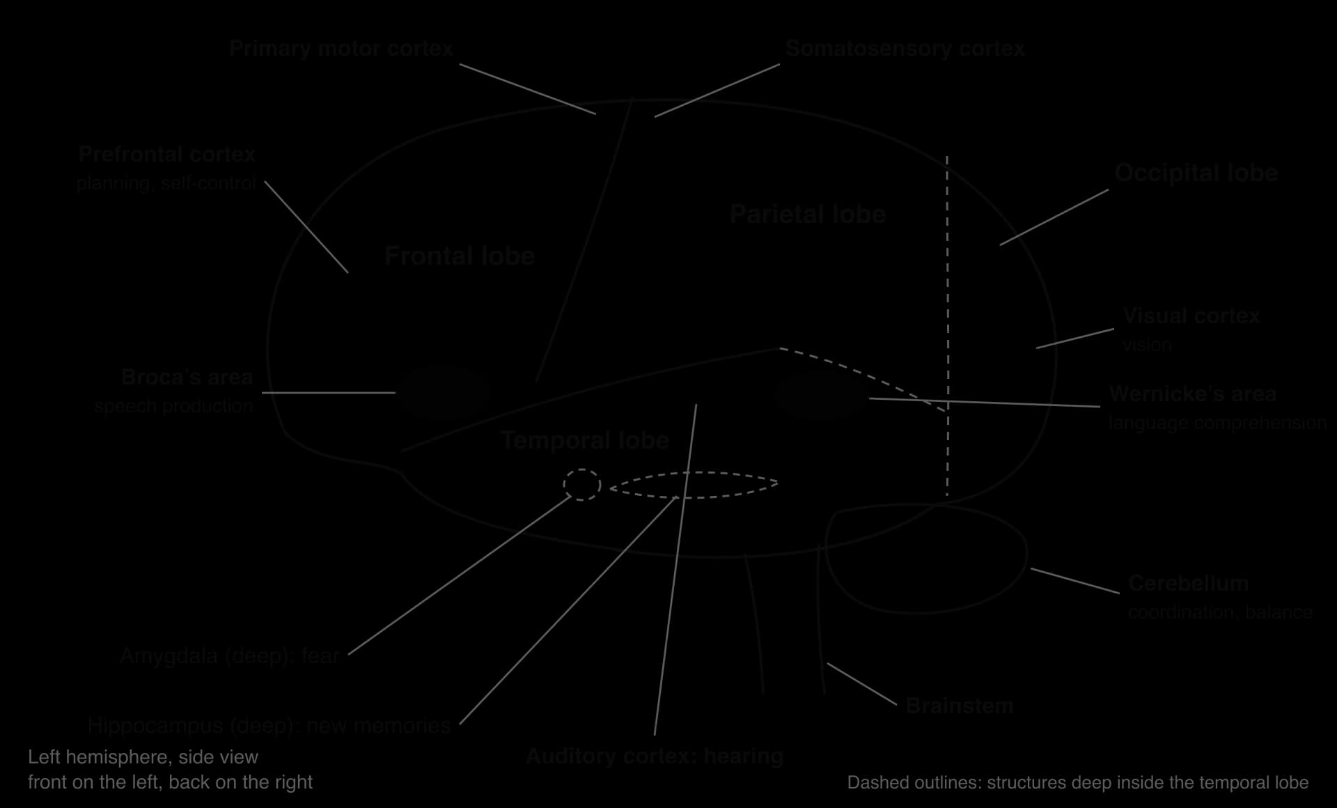 Side view of the left hemisphere: four lobes; prefrontal cortex; motor cortex in front of the central sulcus, somatosensory cortex behind it; Broca's and Wernicke's areas; visual and auditory cortex; cerebellum; brainstem; deep amygdala and hippocampus.