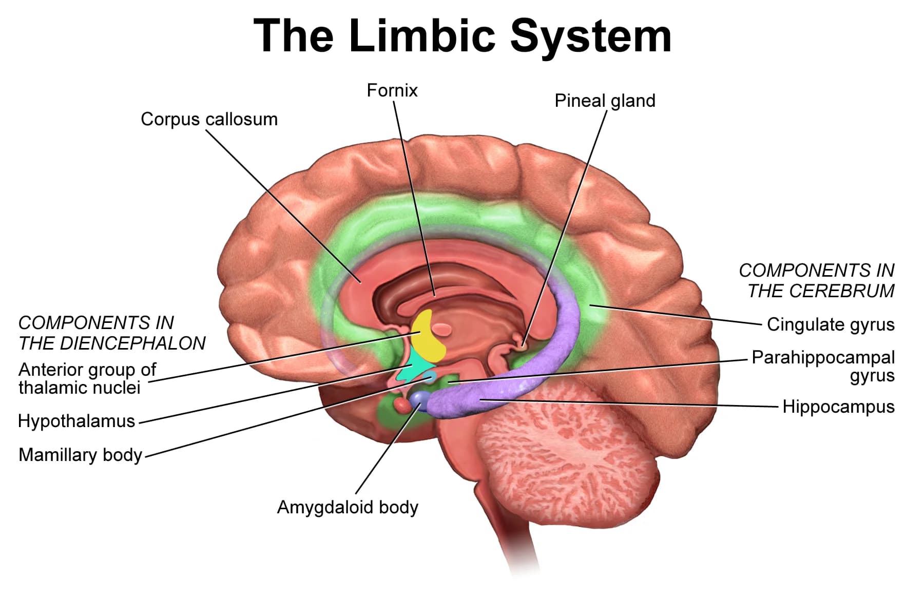 Medical illustration of the limbic system in a cut-away view of the brain, labelling the hippocampus, amygdaloid body (amygdala), parahippocampal gyrus, fornix, hypothalamus, thalamic nuclei, cingulate gyrus and mamillary body.