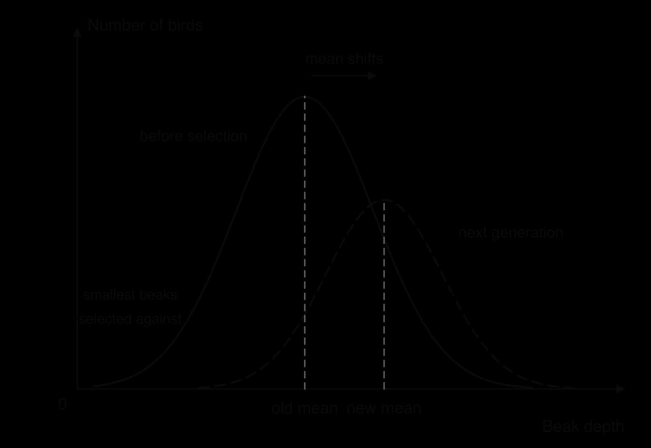 Graph of number of birds against beak depth. A bell-shaped curve before selection; individuals with the smallest beaks are selected against; the next generation's curve (dashed) is shifted to larger beak depths, so the mean moves from the old mean to a new, higher mean.