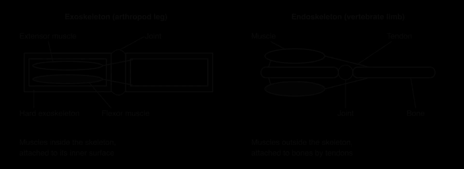 Left: arthropod leg, two hollow exoskeleton segments joined at a flexible joint, with extensor and flexor muscles inside the upper segment, attached by tendons to the inner wall of the lower one. Right: vertebrate limb, two bones meeting at a joint, with a muscle on each side attached by tendons.