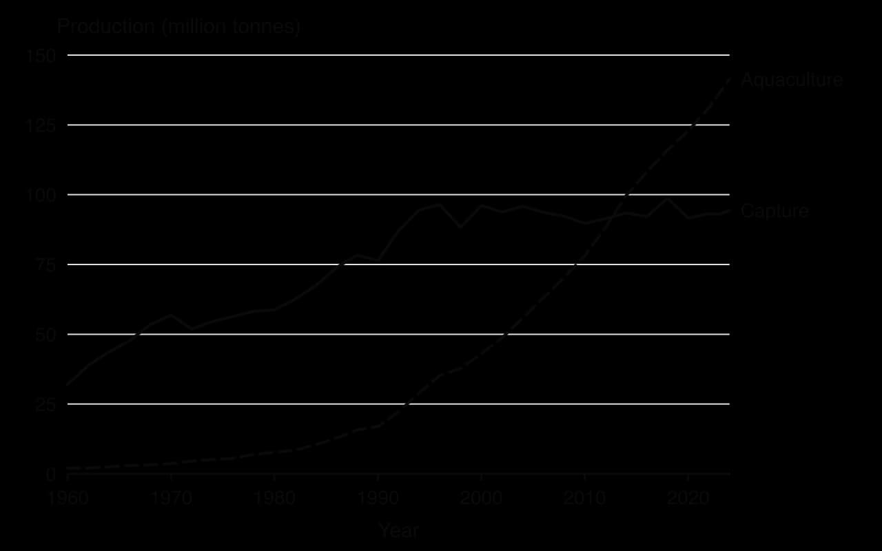 Line chart of world capture fisheries and aquaculture production, 1960–2024, in million tonnes. Capture rises from 32 to about 95 by the mid-1990s and then stays flat; aquaculture rises from 2 to 141, overtaking capture around 2013.