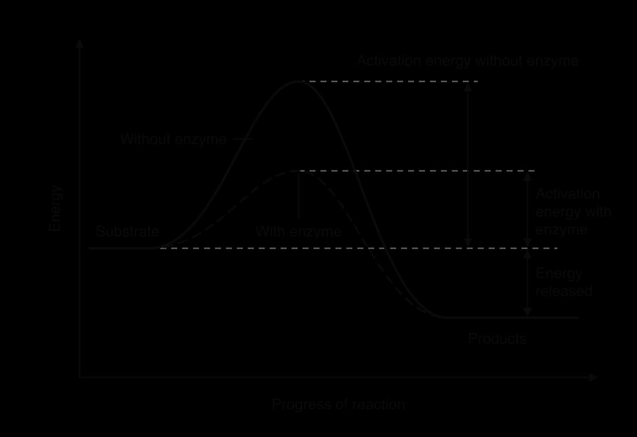 Energy against progress of reaction. Substrate starts above the products. The solid curve (without enzyme) rises to a high peak, the dashed curve (with enzyme) to a lower one. Arrows mark activation energy without enzyme, with enzyme (smaller) and energy released (same for both).
