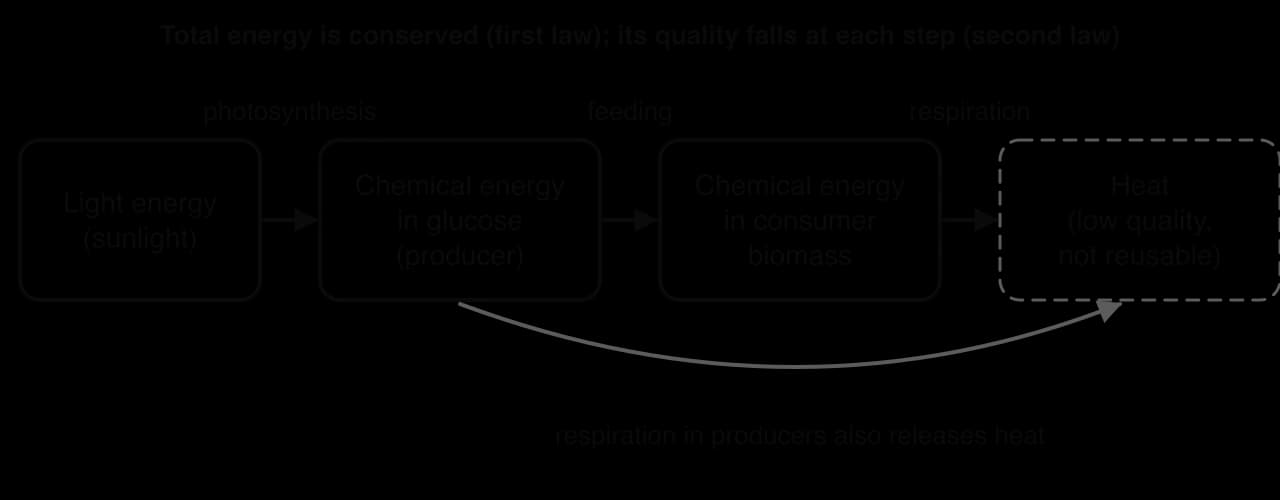 Flow chart of energy transformations: light energy becomes chemical energy in glucose by photosynthesis, passes to consumer biomass by feeding, and becomes heat through respiration; producers also lose heat. Total energy is conserved but its quality falls.