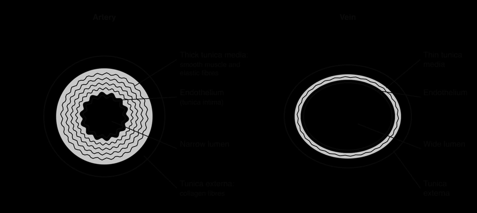 Transverse sections of an artery and a vein. The artery has a narrow, folded lumen, an endothelium, a thick tunica media with smooth muscle and wavy elastic fibres, and a tunica externa of collagen. The vein has a wide lumen, a thin tunica media and a tunica externa.