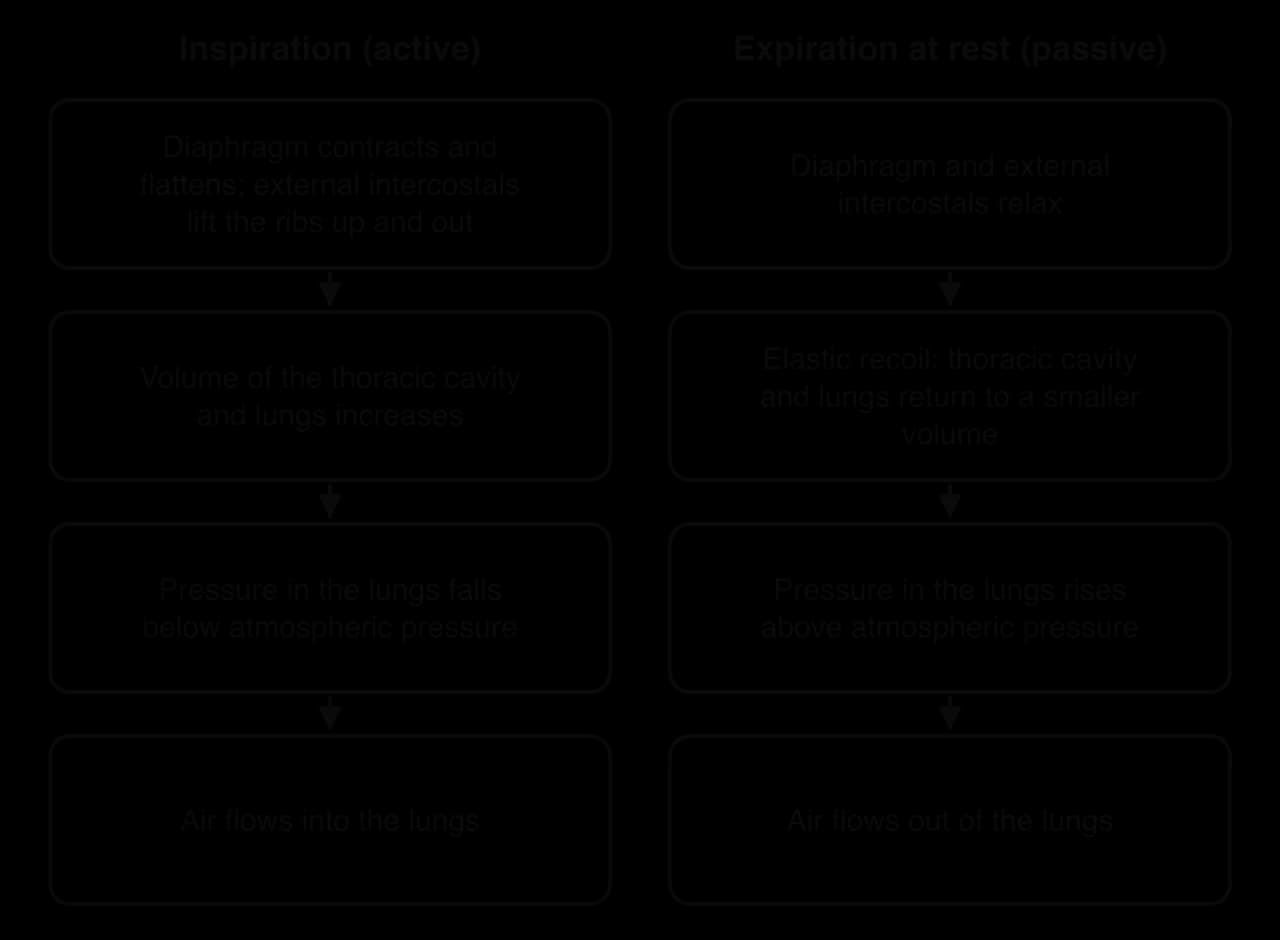 Two flow charts. Inspiration: diaphragm contracts and flattens, external intercostals lift ribs, thoracic volume increases, lung pressure falls below atmospheric, air flows in. Expiration at rest: muscles relax, elastic recoil reduces volume, pressure rises above atmospheric, air flows out.