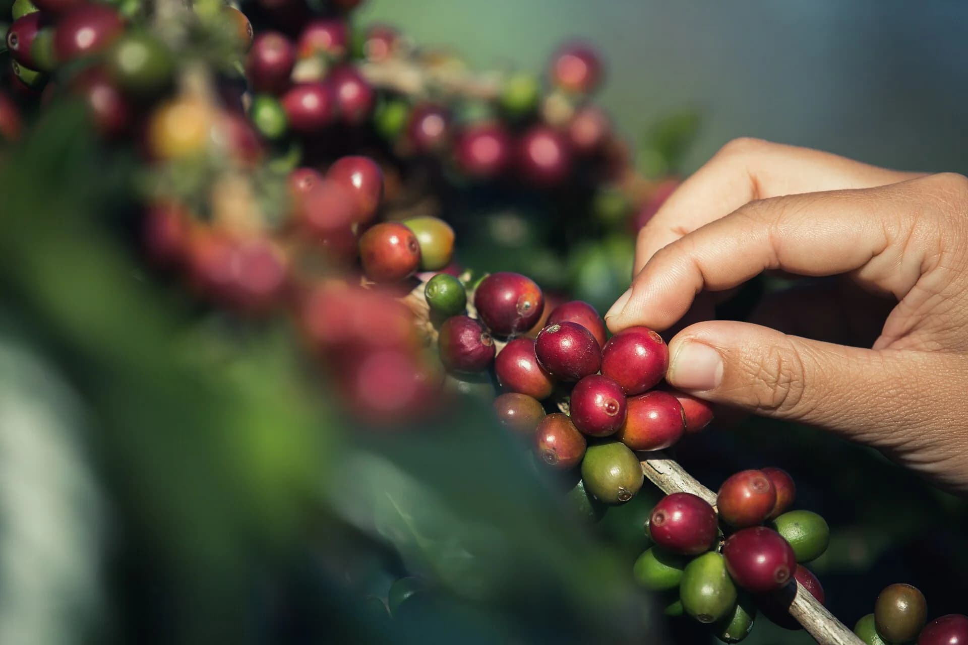 A hand picking ripe red coffee cherries from a branch, with unripe green cherries still growing beside them.