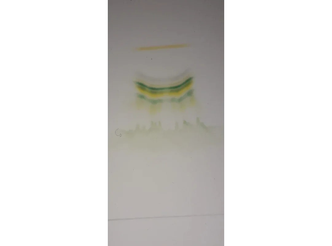 A developed thin-layer chromatography plate of an extract of a fresh leaf, showing several separate coloured bands of plant pigments between the baseline and the solvent front.