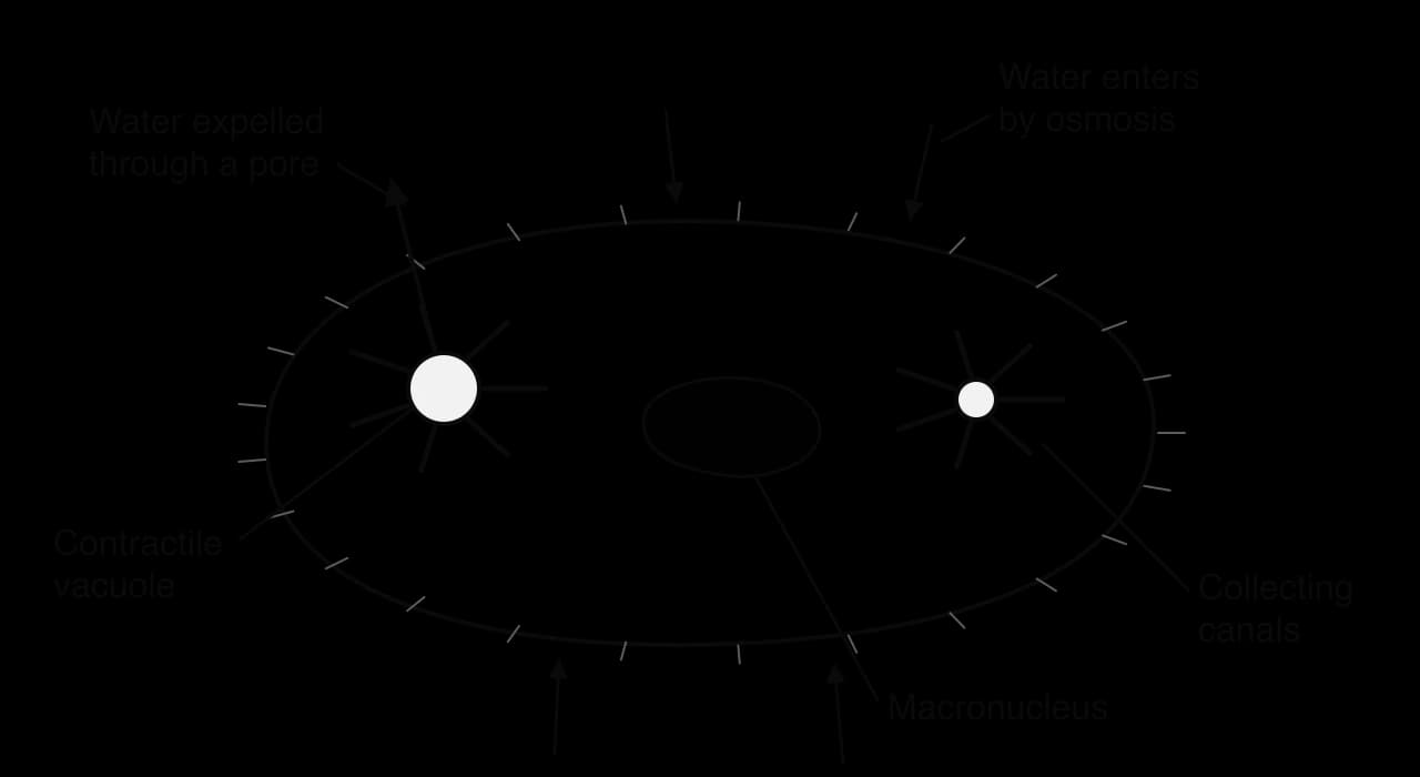 Paramecium outline with cilia, a macronucleus and two star-shaped contractile vacuoles with radiating collecting canals. Arrows show water entering through the membrane by osmosis; an arrow from the larger, full vacuole shows water expelled through a pore.
