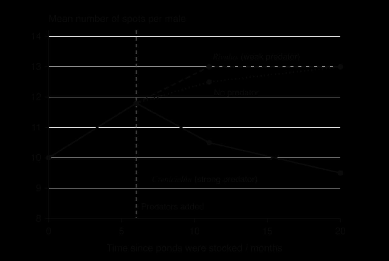 Line graph of mean number of spots per male against months since ponds were stocked. All ponds rise from 10 to 11.8 by 6 months, when predators are added. With no predator spots reach 12.5 at 11 months and 13.0 at 20 months; with Rivulus 13.0 and 13.0; with Crenicichla 10.5 and 9.5.