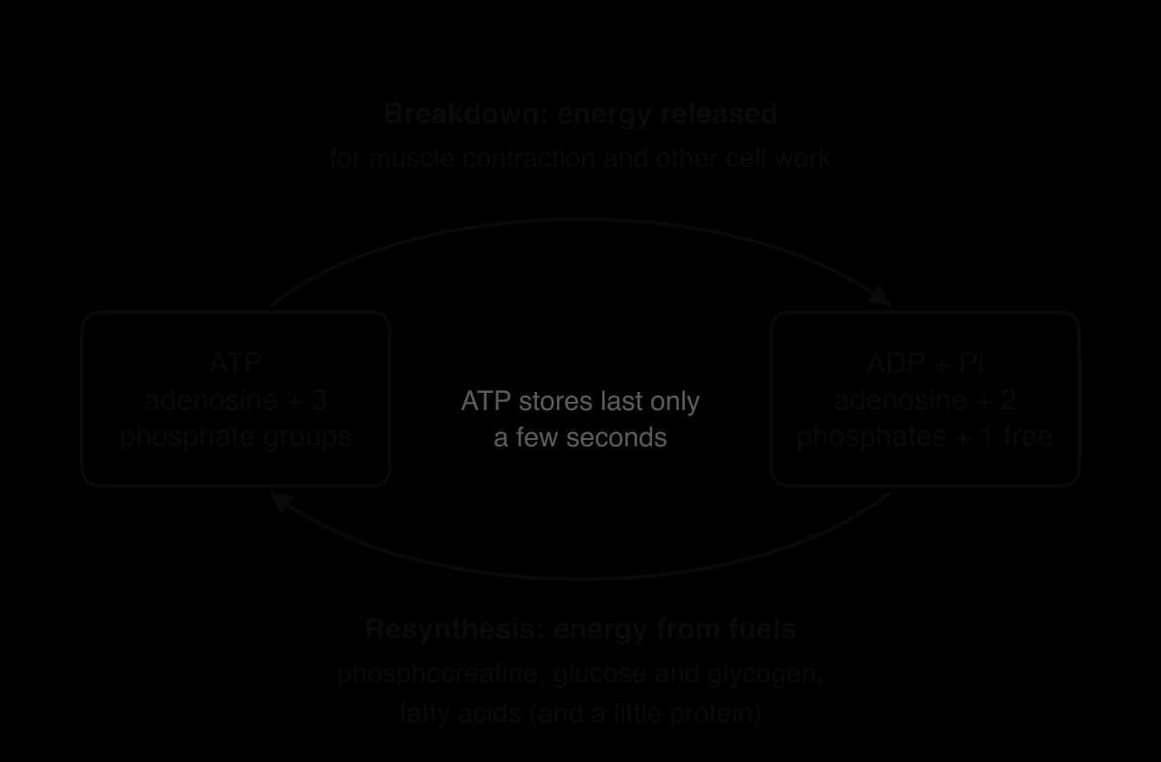 Cycle diagram. ATP (adenosine plus three phosphate groups) is broken down to ADP plus Pi, releasing energy for muscle contraction. Energy from phosphocreatine, glucose and glycogen, and fatty acids resynthesises ATP from ADP and Pi. ATP stores last only a few seconds.