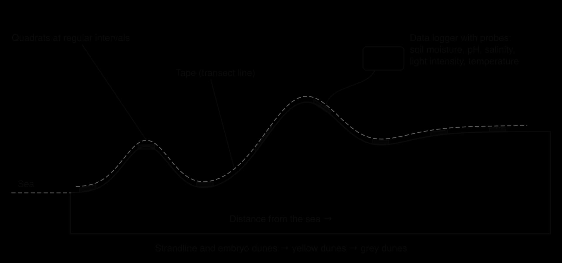 Side view of a belt transect across sand dunes from the sea inland. A tape follows the ground surface over embryo, yellow and grey dunes; quadrats lie on the surface at regular intervals; a data logger is connected by a probe to the sand at one quadrat.