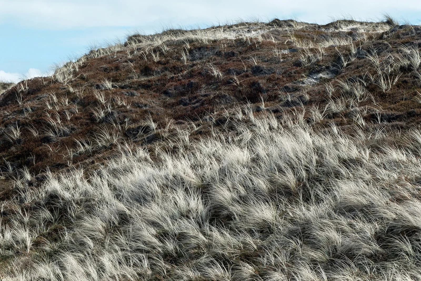 Tufts of marram grass with long, narrow, rolled leaves growing on a pale sand dune by the sea, with bare sand between the clumps.