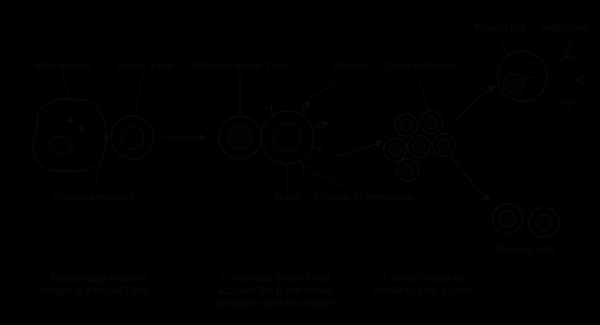 Labelled sequence: 1, a macrophage presents antigen to a helper T-cell; 2, the activated helper T-cell binds a B-cell whose membrane antibodies bind the antigen; 3, the B-cell divides by mitosis to form a clone; arrows lead to a plasma cell secreting antibodies and to memory cells.