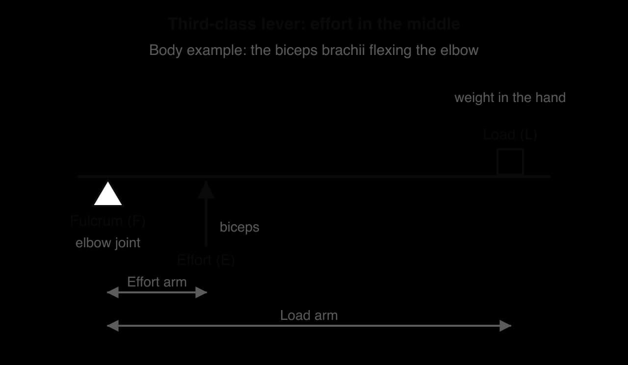 Third-class lever: fulcrum (elbow joint) at one end, effort (biceps) pulling up close to it and load (weight in the hand) at the far end; the effort arm is much shorter than the load arm.