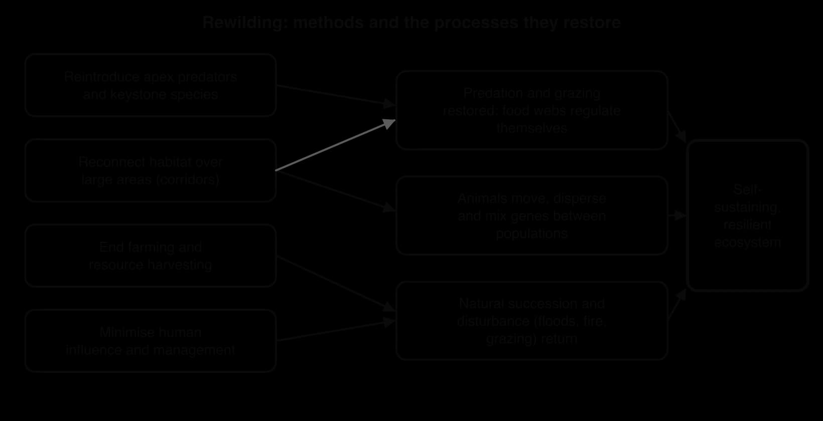 Four rewilding methods (reintroduce apex predators and keystone species; reconnect habitat; end farming and harvesting; minimise human influence) restore predation and grazing, animal movement and gene flow, and natural succession, leading to a self-sustaining ecosystem.