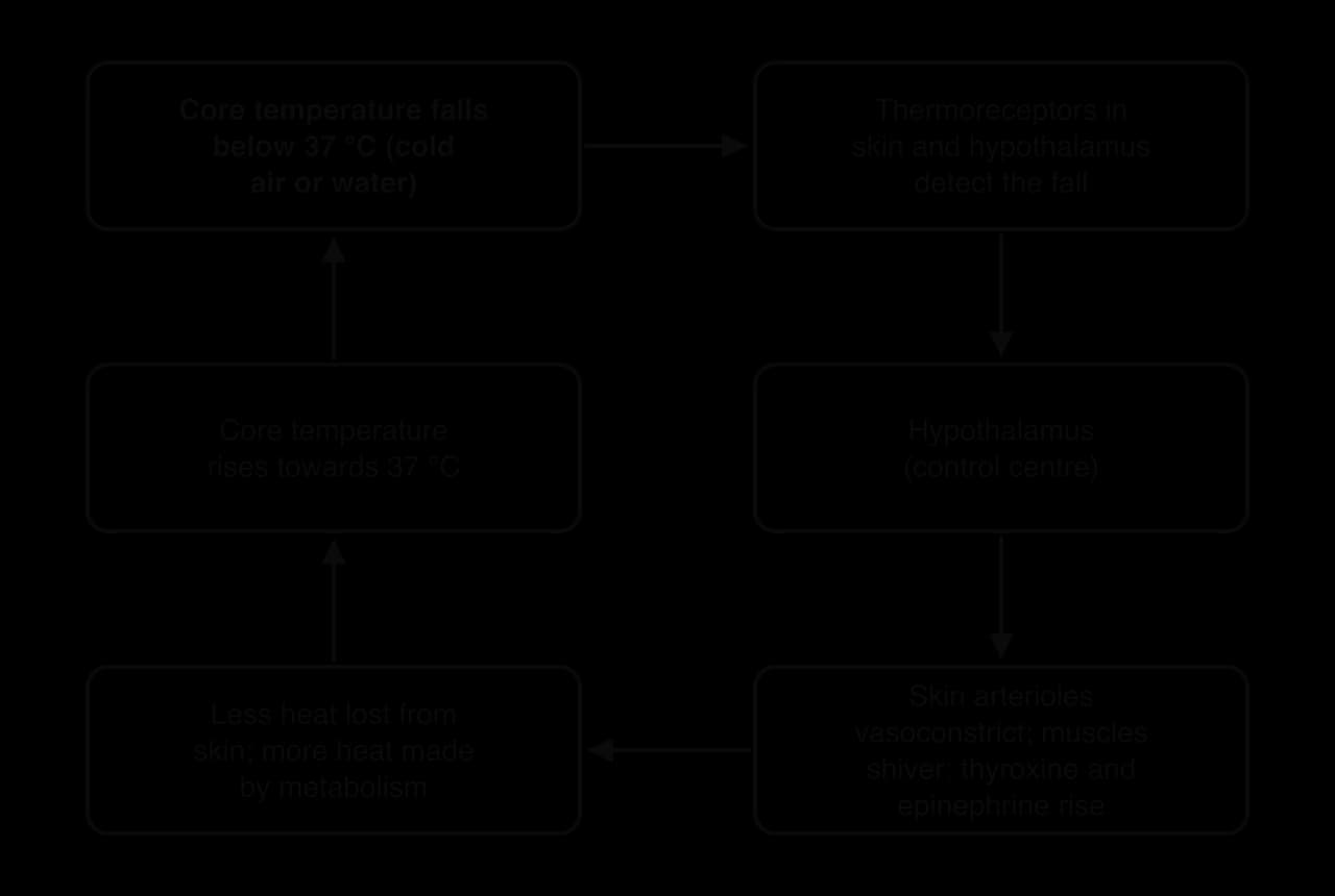 Loop: core temperature falls below 37 °C; thermoreceptors detect it; hypothalamus as control centre; skin arterioles vasoconstrict, muscles shiver, thyroxine and epinephrine rise; less heat lost and more heat made; core temperature rises towards 37 °C.