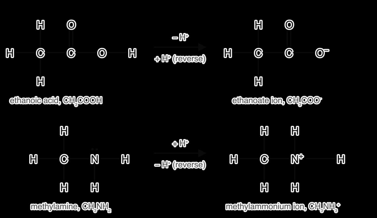 Displayed formulas. Ethanoic acid H3C–COOH loses H+ from its O–H group to give the ethanoate ion, with the negative charge on the single-bonded oxygen. Methylamine CH3–NH2 gains H+ on nitrogen to give the methylammonium ion CH3NH3+, with the positive charge on nitrogen.