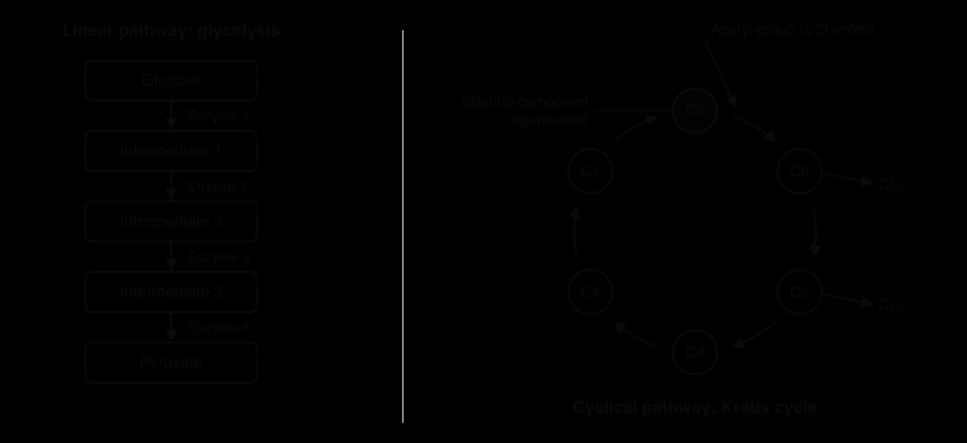 Left: a linear pathway, glucose to intermediate 1, 2 and 3 to pyruvate, each step catalysed by a different enzyme. Right: the Krebs cycle as a ring: a C2 acetyl group joins a C4 compound to form C6, then C5 and C4 compounds; two CO₂ are released and the C4 starting compound is regenerated.