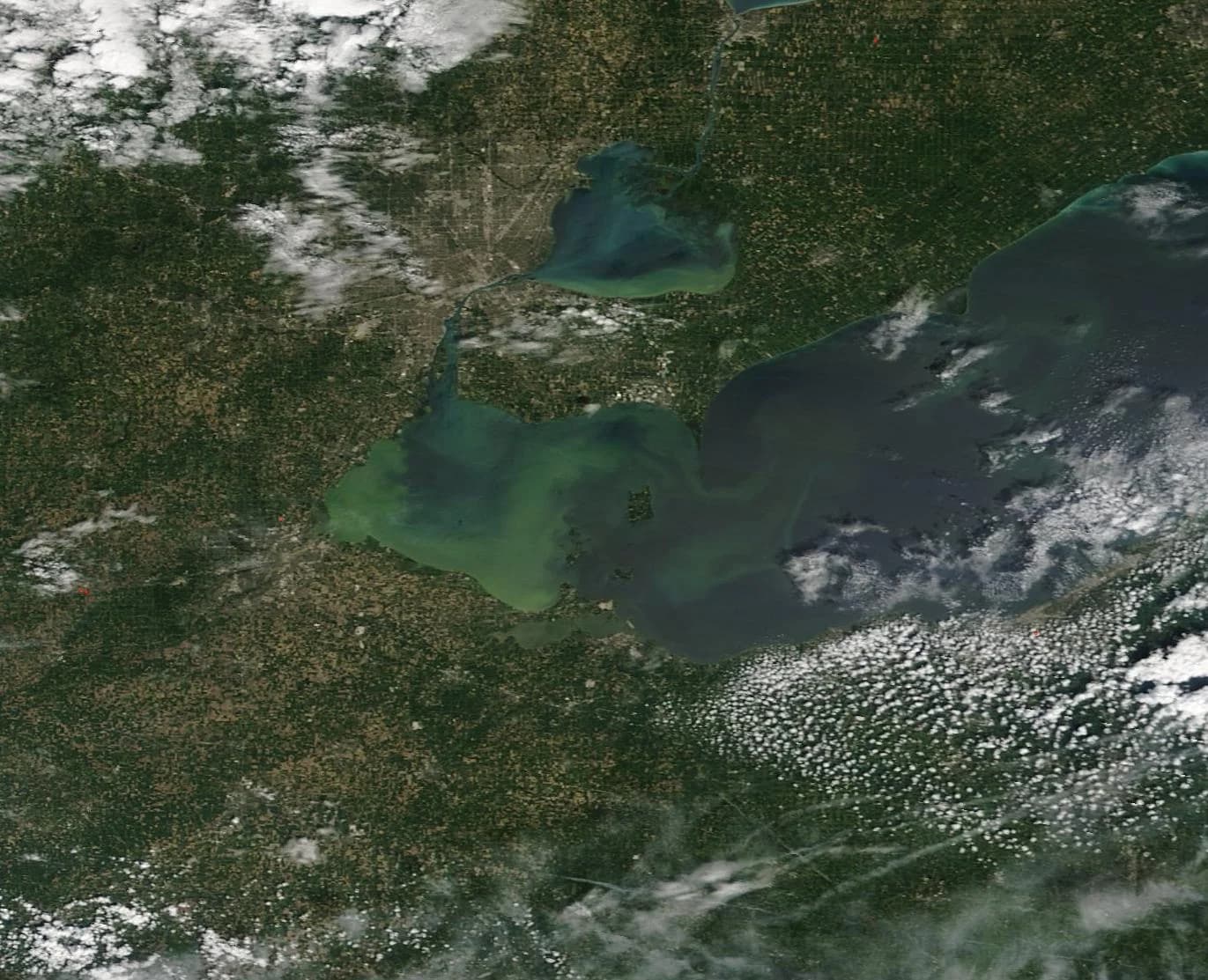 Satellite image of western Lake Erie and Lake St Clair on 19 August 2019, with bright green swirls of an algal bloom covering the western basin, surrounded by farmland.