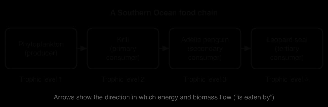 Food chain: phytoplankton (producer, trophic level 1) to krill (primary consumer, level 2) to Adélie penguin (secondary consumer, level 3) to leopard seal (tertiary consumer, level 4), arrows pointing towards the feeder.