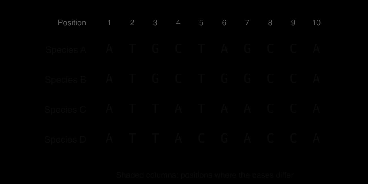 Aligned DNA sequences of ten bases for species A to D. A: ATGCTAGCCA; B: ATGCTGGCCA; C: ATTATAACCA; D: ATTACGACCA. Positions 3 to 7 are shaded because the bases differ; positions 1, 2, 8, 9 and 10 are identical in all four species.