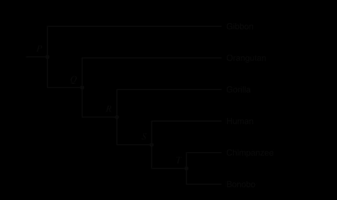 Cladogram of six apes. Gibbon branches at node P, orangutan at node Q, gorilla at node R, human at node S, and chimpanzee and bonobo branch from node T.