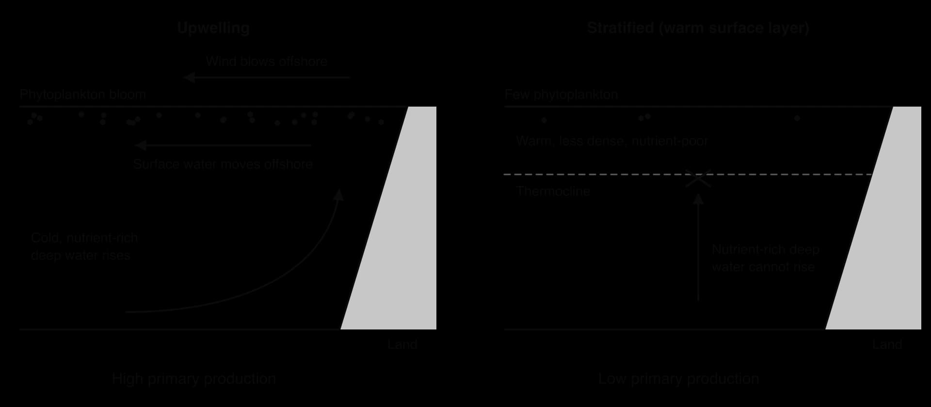 Two ocean cross-sections beside a coast. Left, upwelling: wind blows offshore, surface water moves away, cold nutrient-rich deep water rises, many phytoplankton. Right, stratified: a warm, less dense surface layer above a dashed thermocline; deep water cannot rise; few phytoplankton.