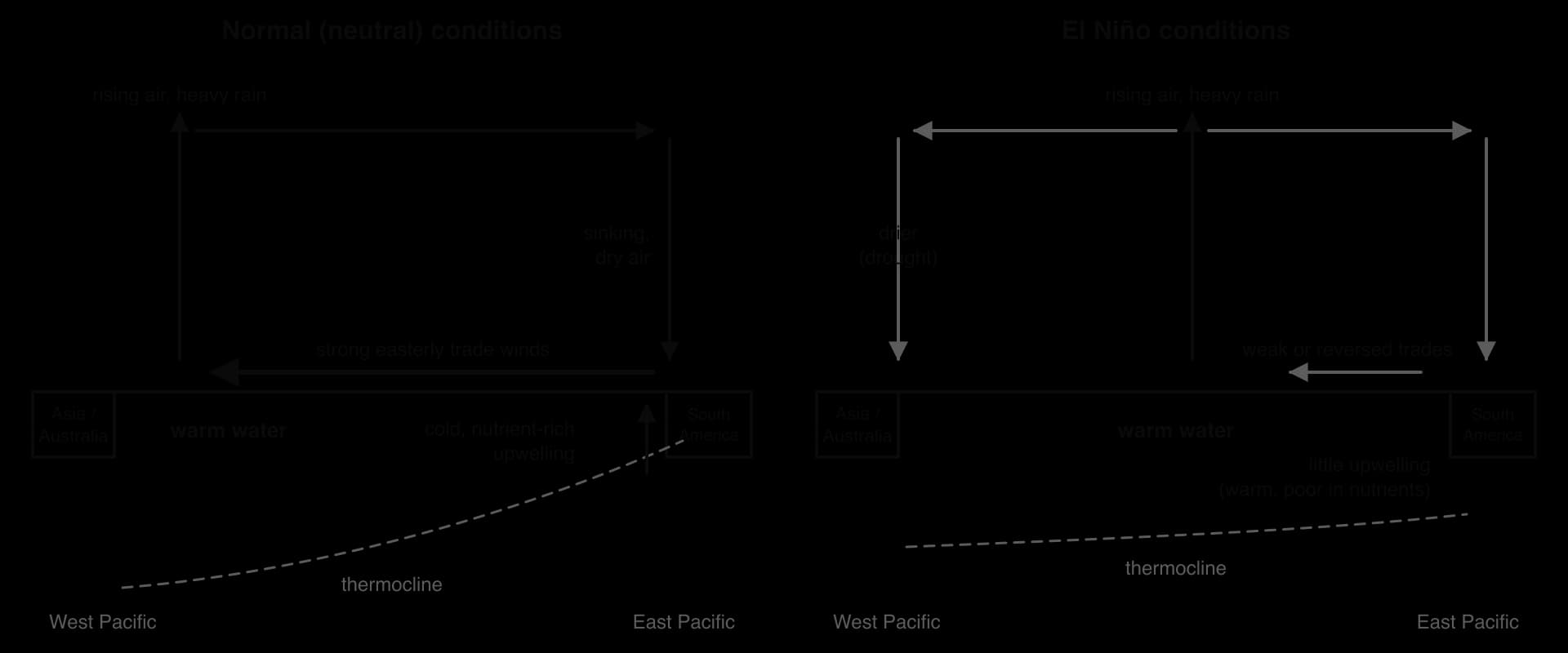 Pacific cross-sections. Normal: strong easterly trades, rising air and rain over warm west Pacific, sinking dry air in the east, cold upwelling off South America, thermocline shallow in east. El Niño: weak trades, warm water and rain shift east, drought in west, little upwelling.