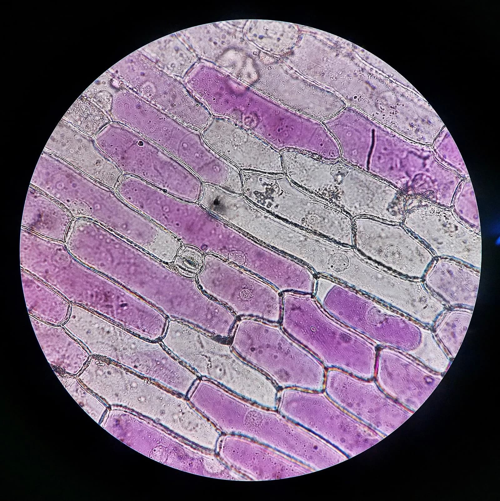 Light micrograph of elongated red onion epidermis cells in salt solution. In many cells the purple vacuole has shrunk slightly away from the cell wall, leaving clear spaces at the ends; some cells are colourless.