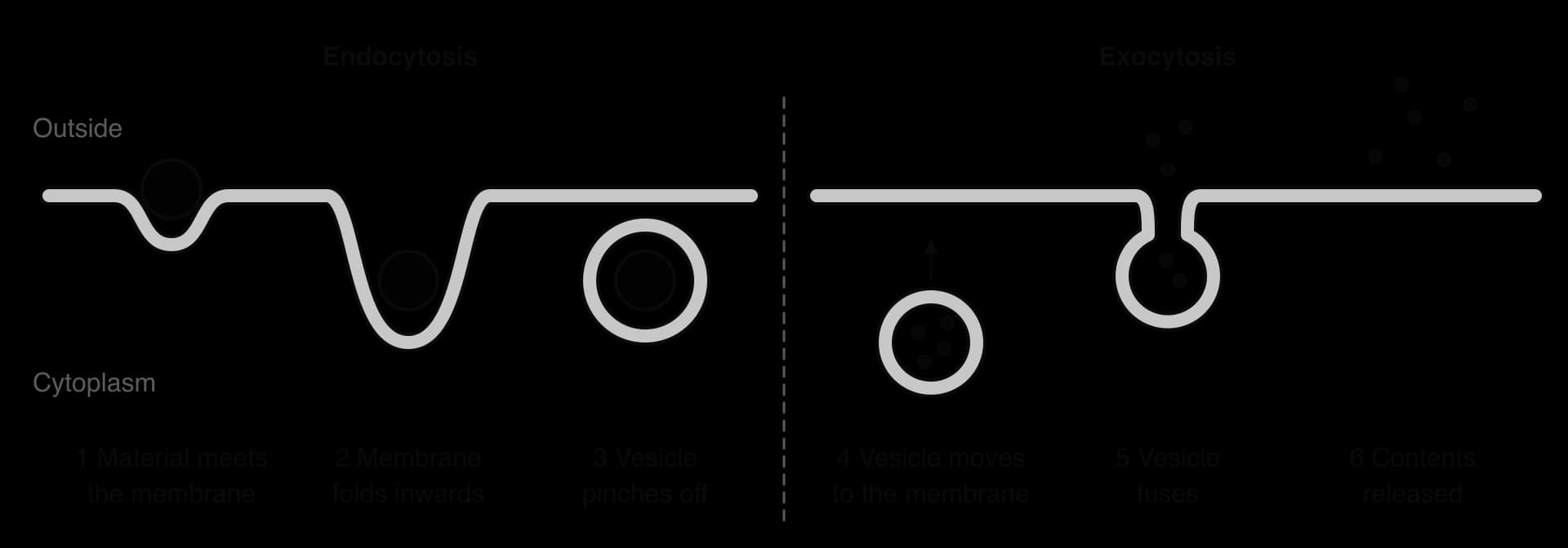 Left, endocytosis: a particle meets the plasma membrane, the membrane folds inwards around it, and a vesicle containing it pinches off into the cytoplasm. Right, exocytosis: a vesicle moves to the membrane, fuses with it, and its contents are released outside.