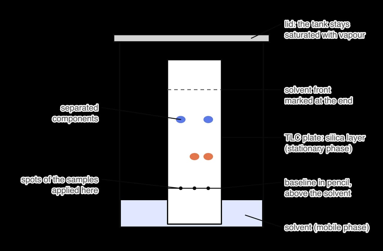 A thin-layer chromatography plate standing in a covered tank. The solvent at the bottom is below the pencil baseline on which samples were spotted. Separated coloured spots lie between the baseline and the dashed solvent front.