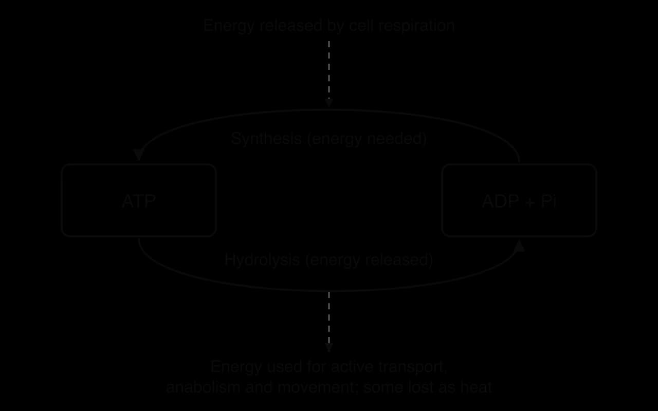 Cycle of two boxes, ATP and ADP + Pi. Upper arrow from ADP + Pi to ATP: synthesis (energy needed), with energy from cell respiration entering. Lower arrow from ATP to ADP + Pi: hydrolysis (energy released), used for active transport, anabolism and movement; some lost as heat.