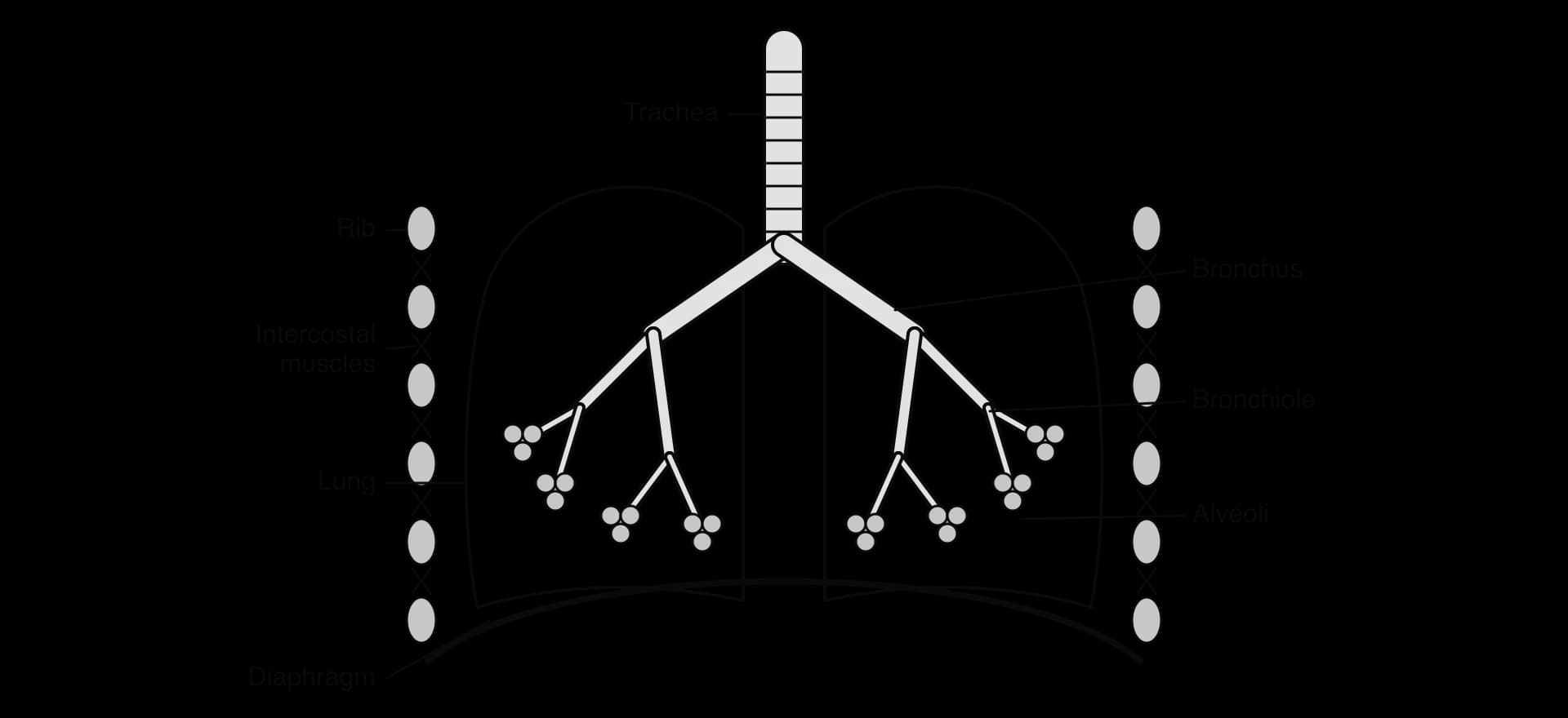 Front view of the thorax: the trachea with cartilage rings divides into two bronchi, which branch into bronchioles ending in clusters of alveoli in each lung. Ribs and intercostal muscles form the chest wall and the domed diaphragm lies beneath the lungs.