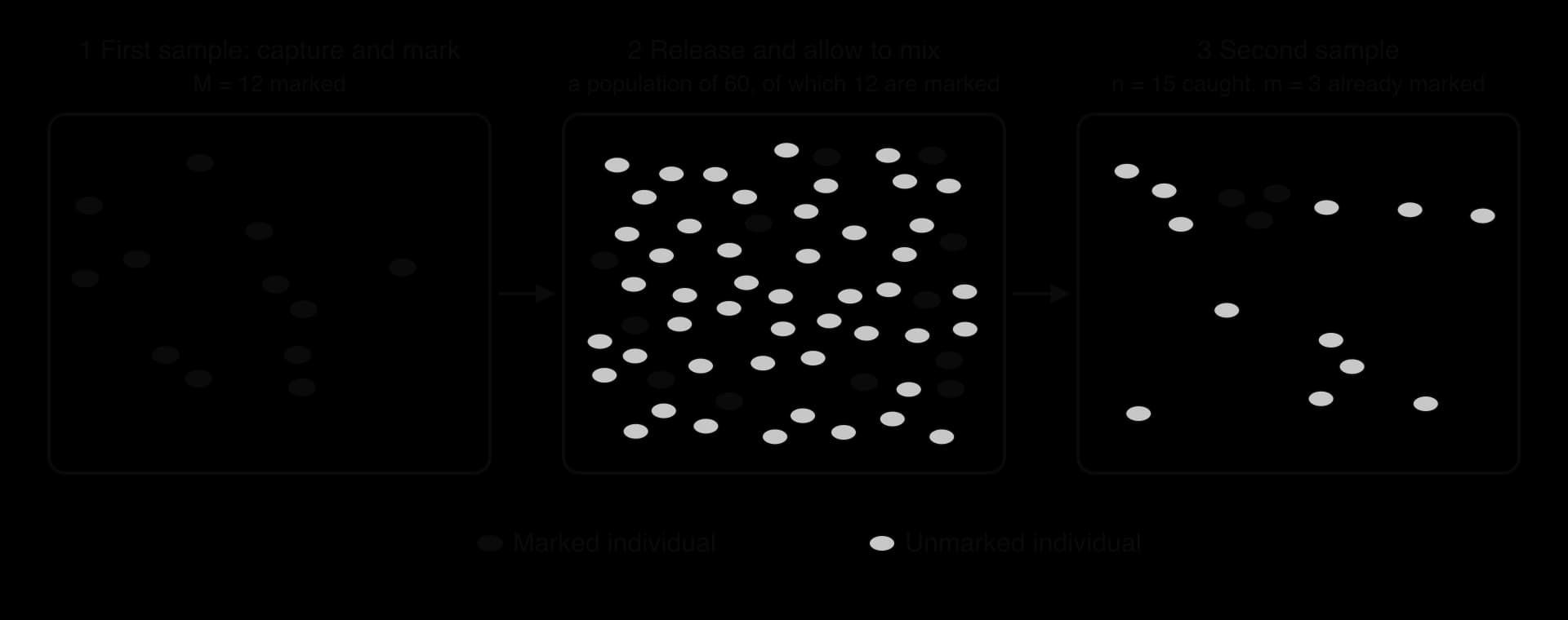 Three panels. Panel 1: first sample of 12 animals, all marked (M = 12). Panel 2: the 12 marked animals released into a population of 60 and mixed through it. Panel 3: second sample of 15 animals, 3 of them marked (n = 15, m = 3). Key: dark oval marked, grey oval unmarked.