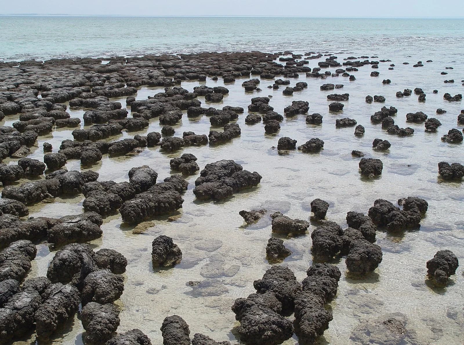 Rounded, dark, dome-shaped stromatolites rising from shallow water along a shoreline at Hamelin Pool, Shark Bay, Western Australia.
