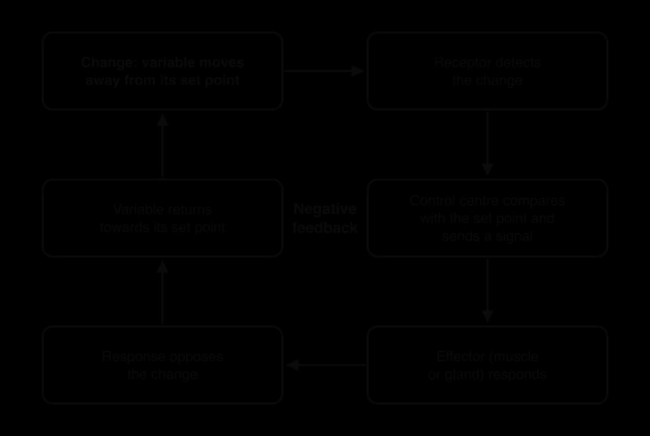 Negative feedback loop of six boxes joined by arrows: change, the variable moves away from its set point; receptor detects the change; control centre compares with the set point and sends a signal; effector responds; response opposes the change; variable returns towards set point.